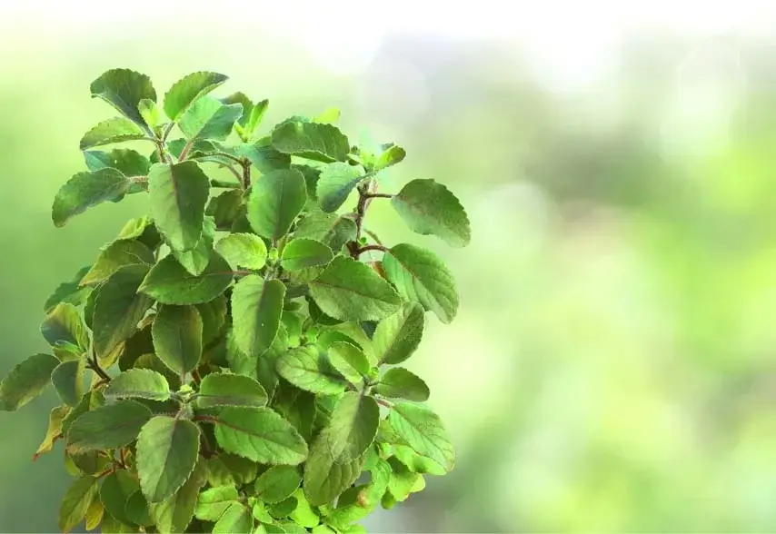 Tulsi